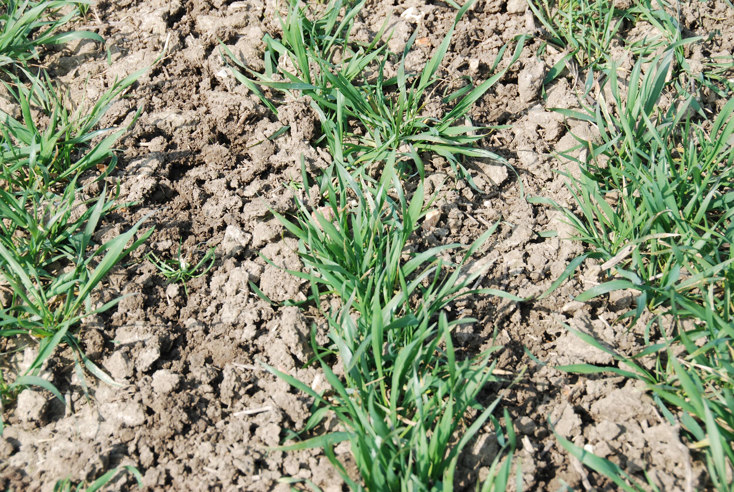 inter-row hoed crops