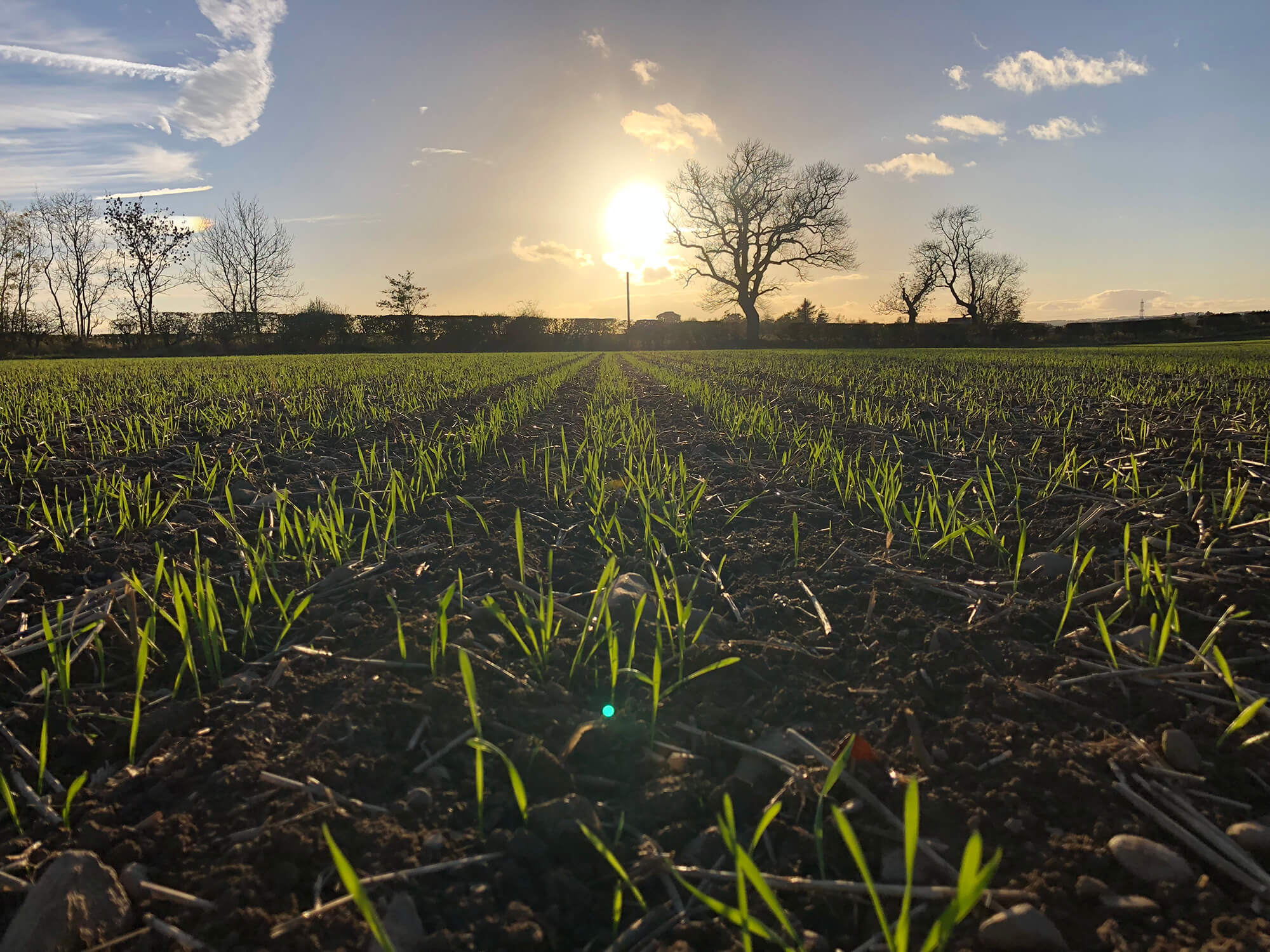 Claydon wheat