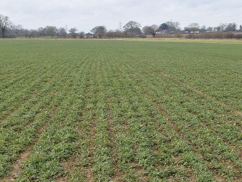 Crops - coriander