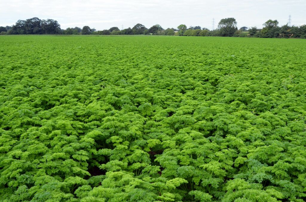 Crops - parsley