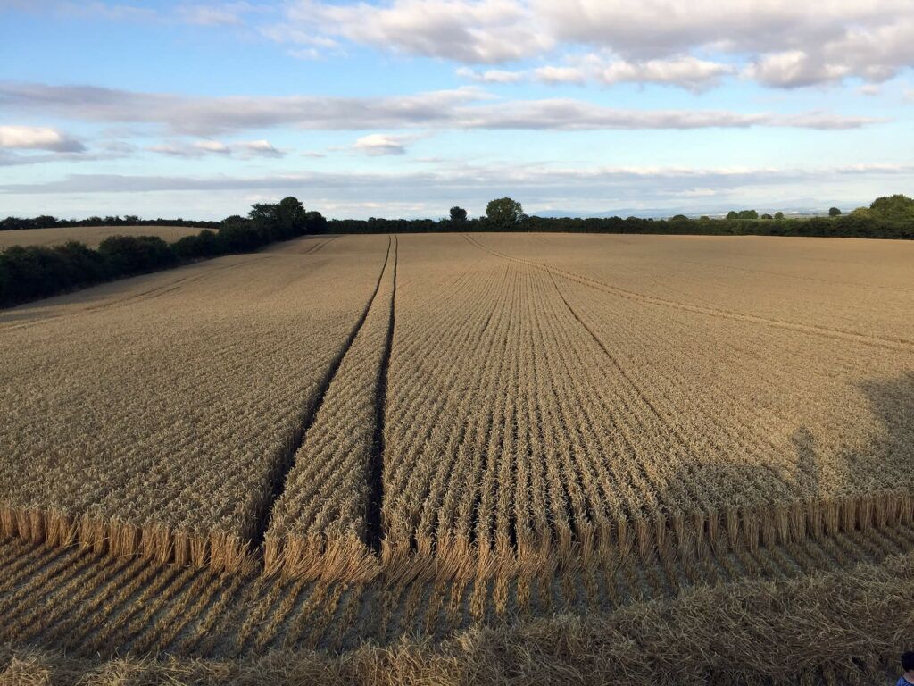 Crops - wheat