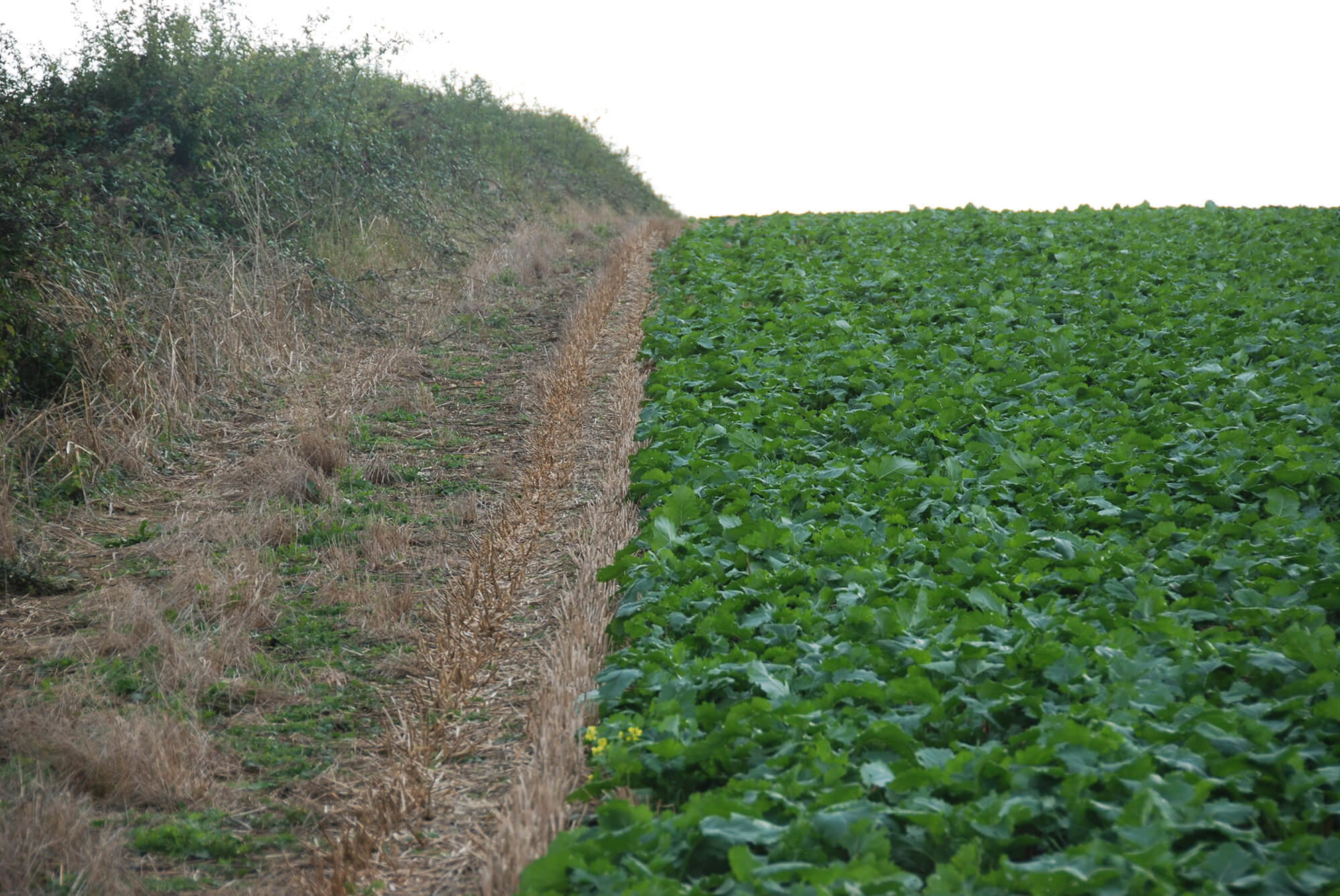 Crops - oilseed rape headland Claydon oilseed rape