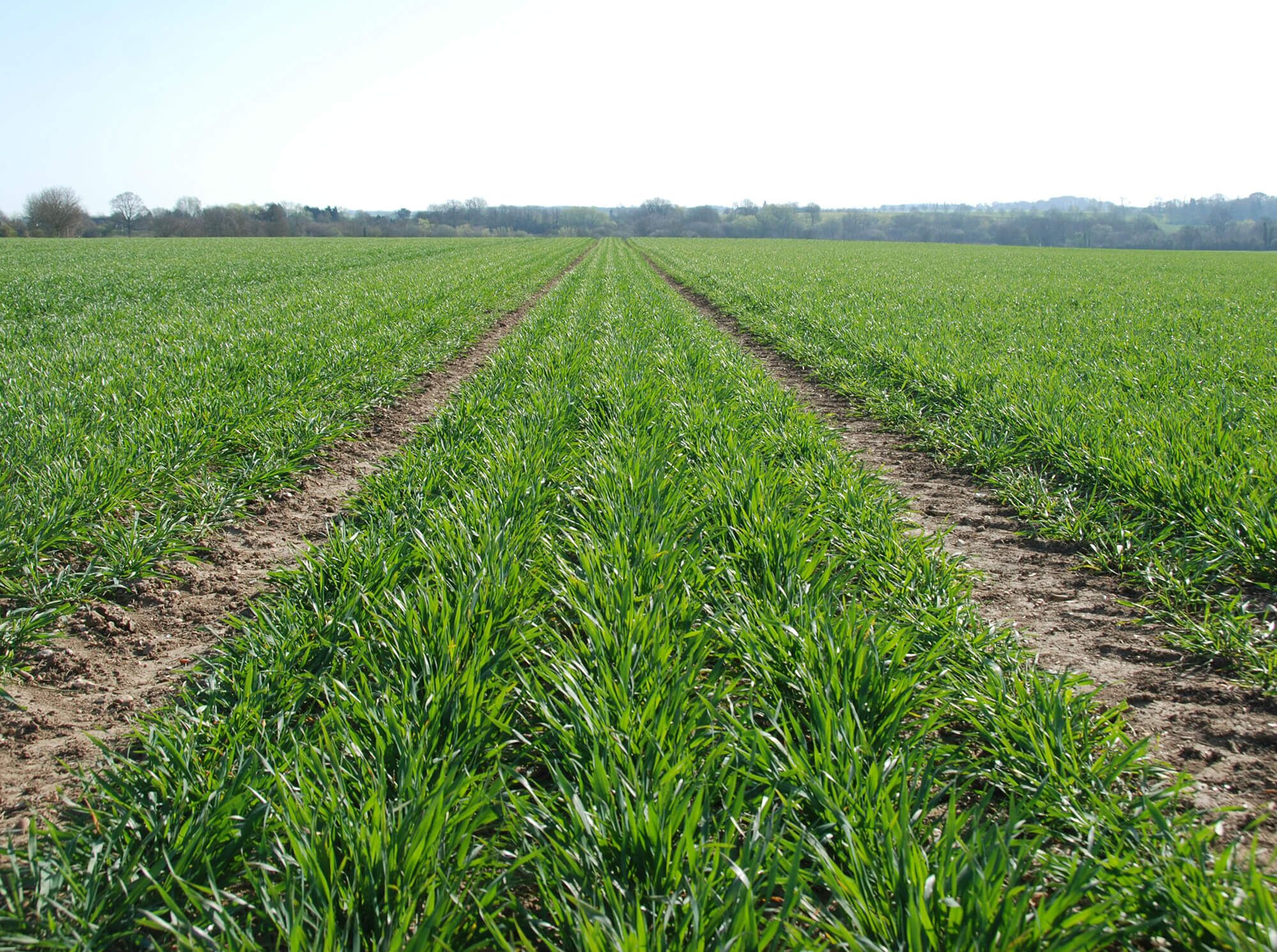 Crops - wheat tramlines soil health uk