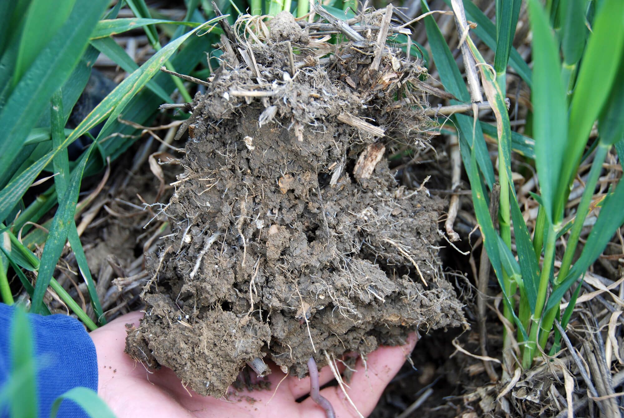 Soil - structure (2) Claydon healthy soil structure