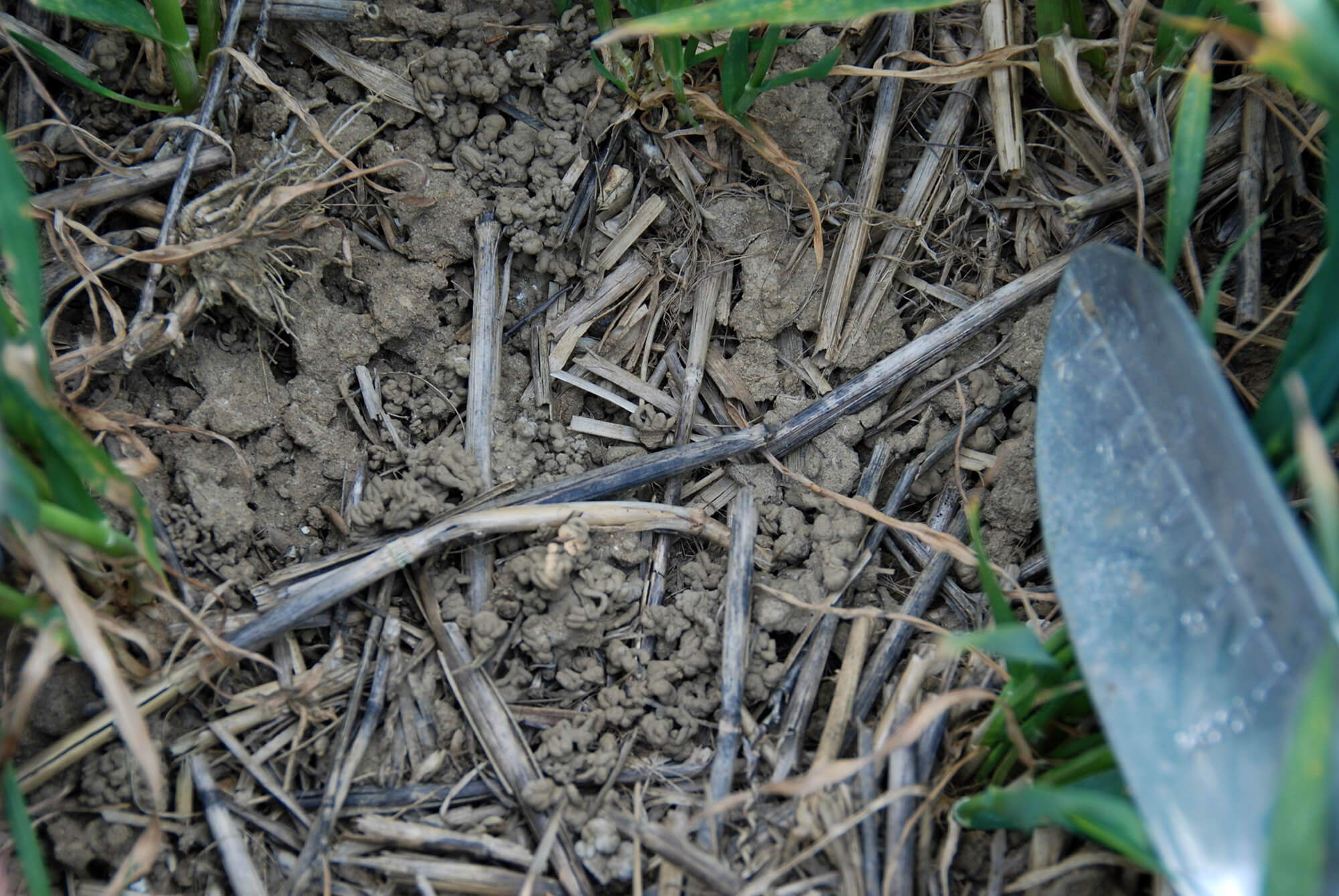 Worms - casts soil health uk