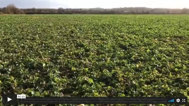 Oilseed rape crop