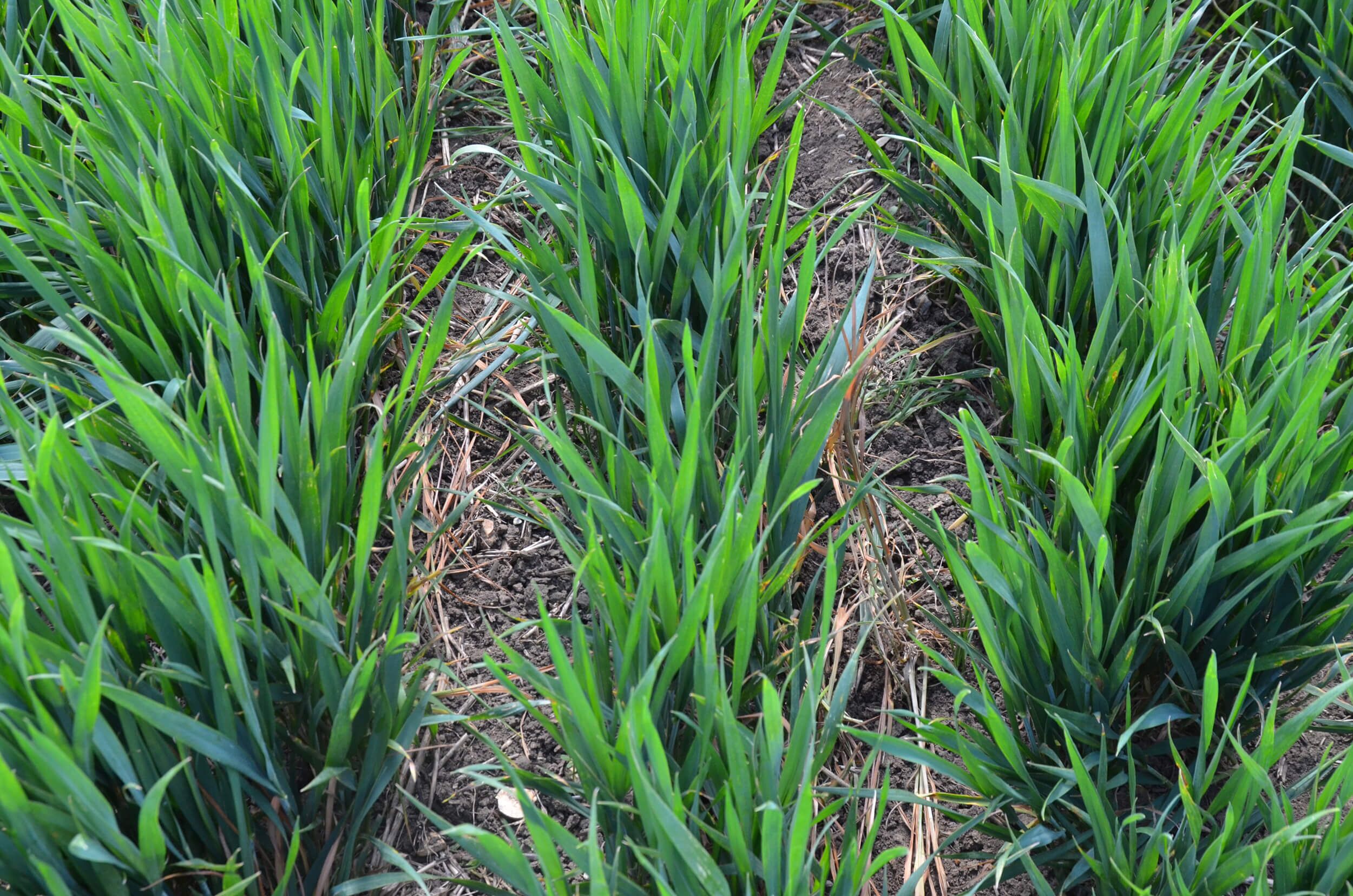 inter-row hoed crops