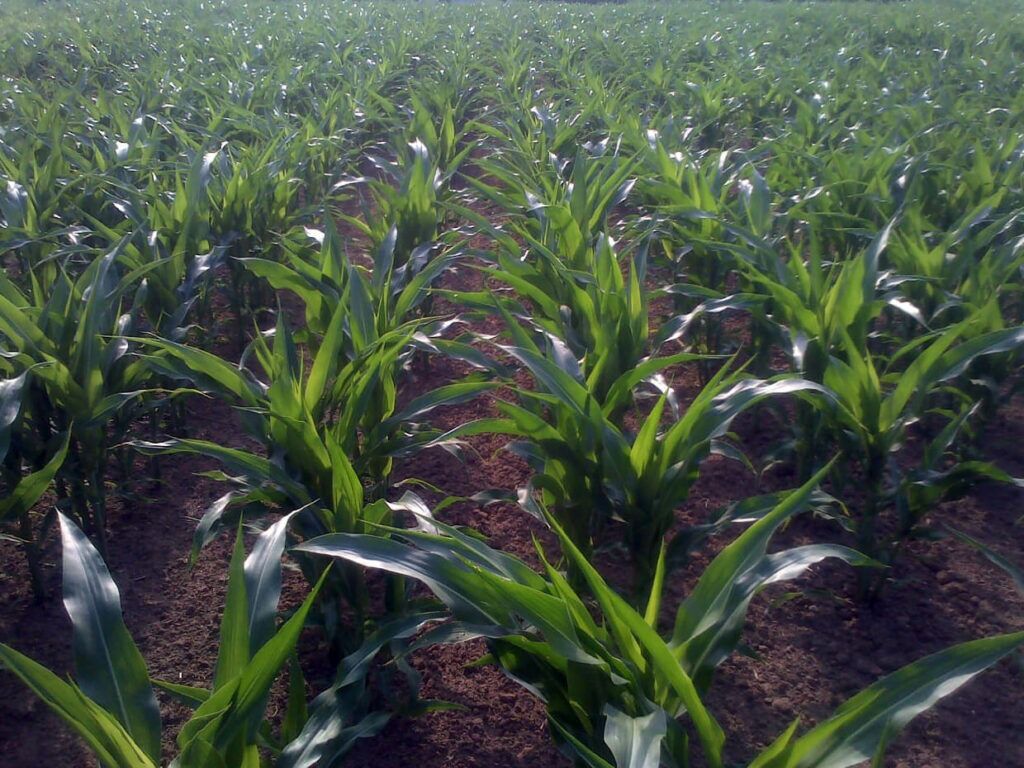 Crops - maize