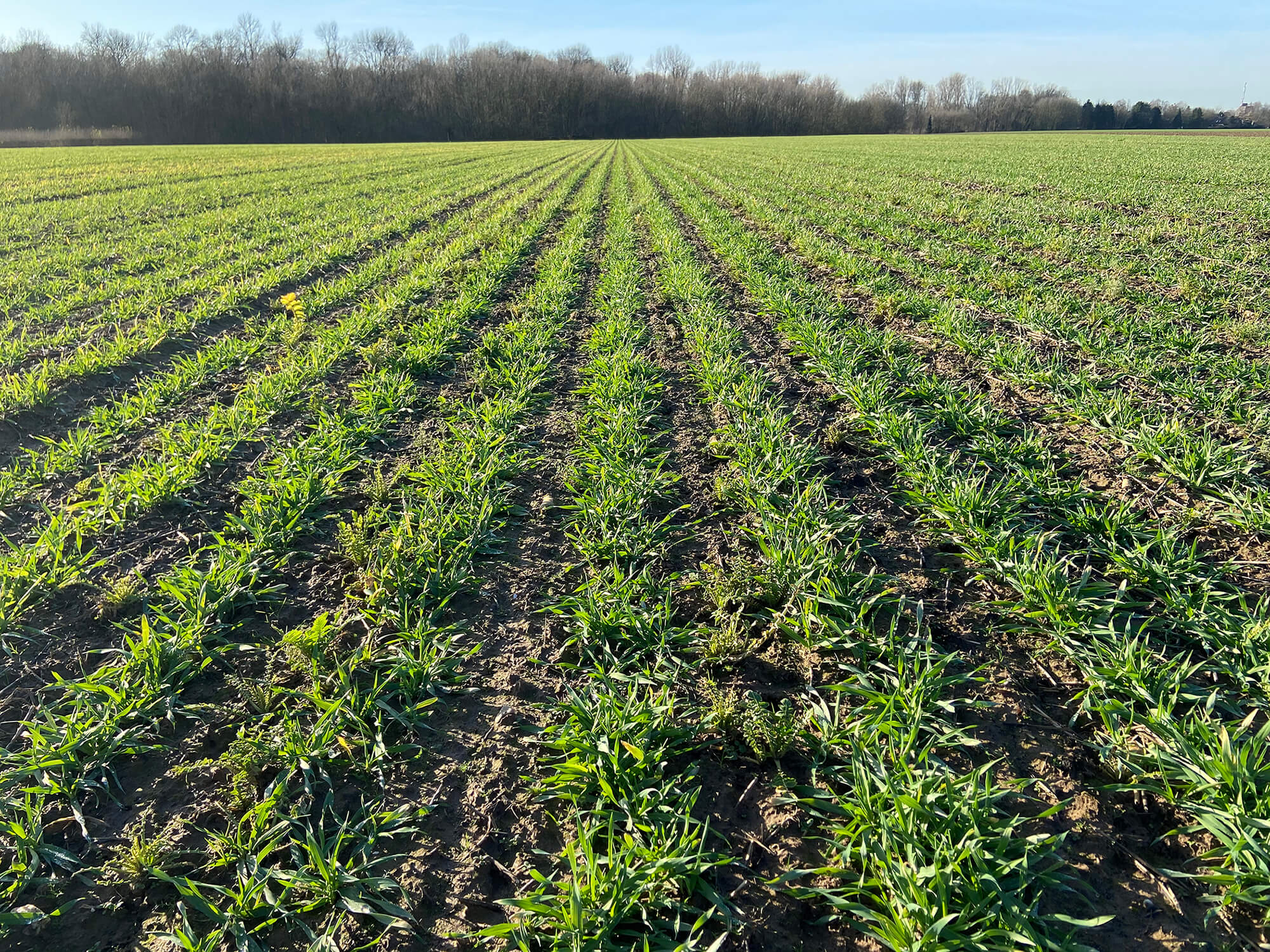 cover crop drilling