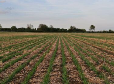 low disturbance into high residue