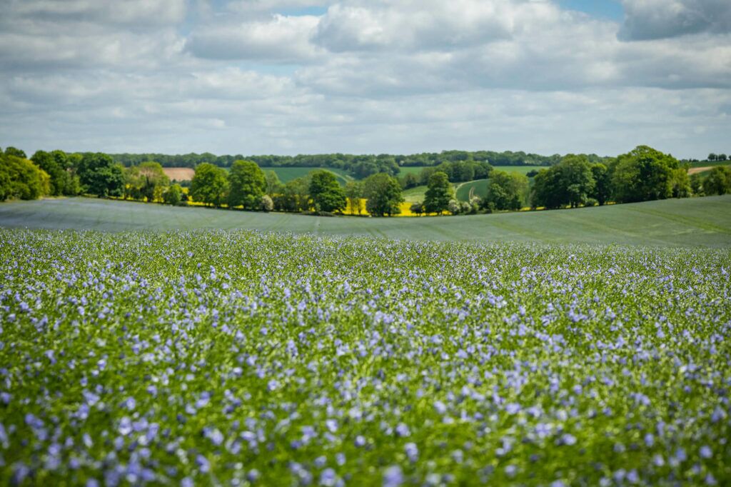 Crops - linseed