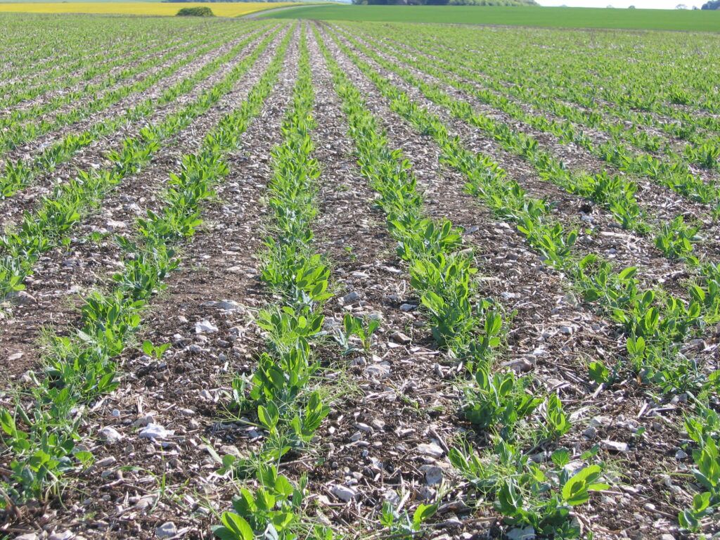 Claydon peas