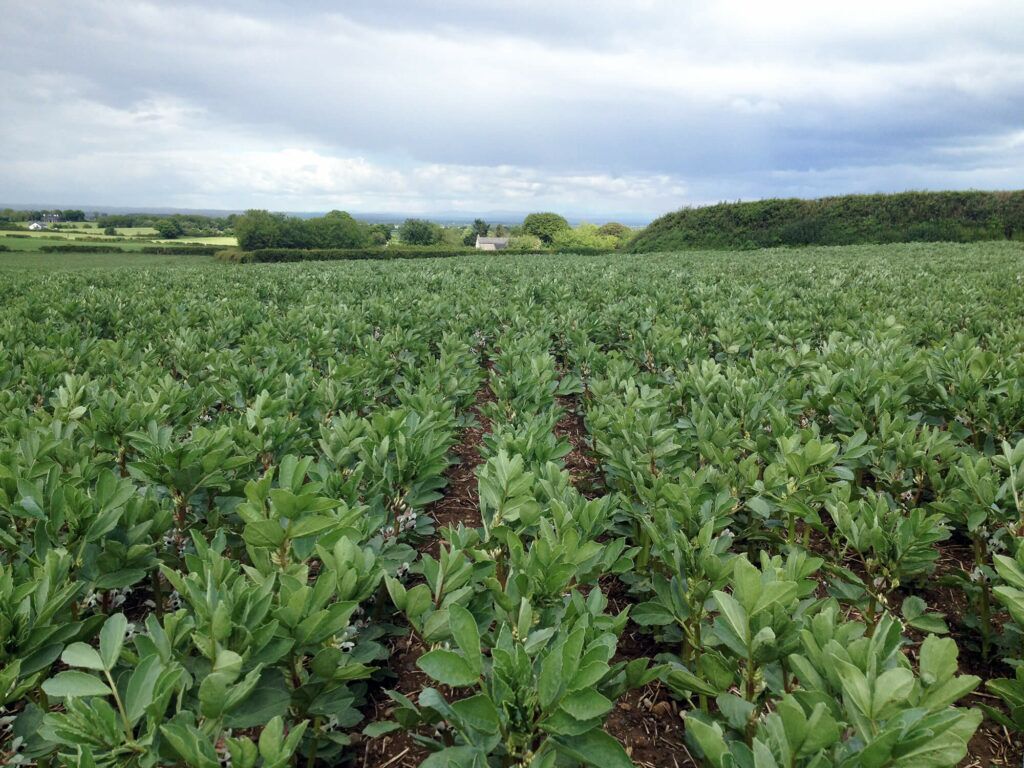 Crops - winter beans (2)