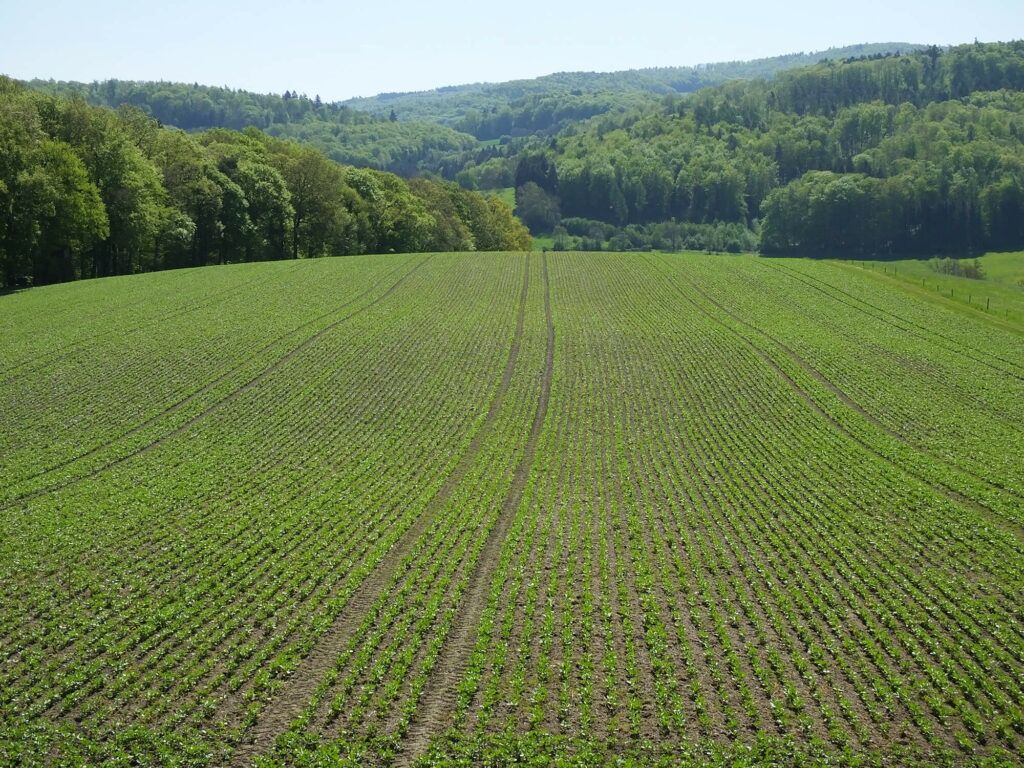 Crops - winter beans (2)